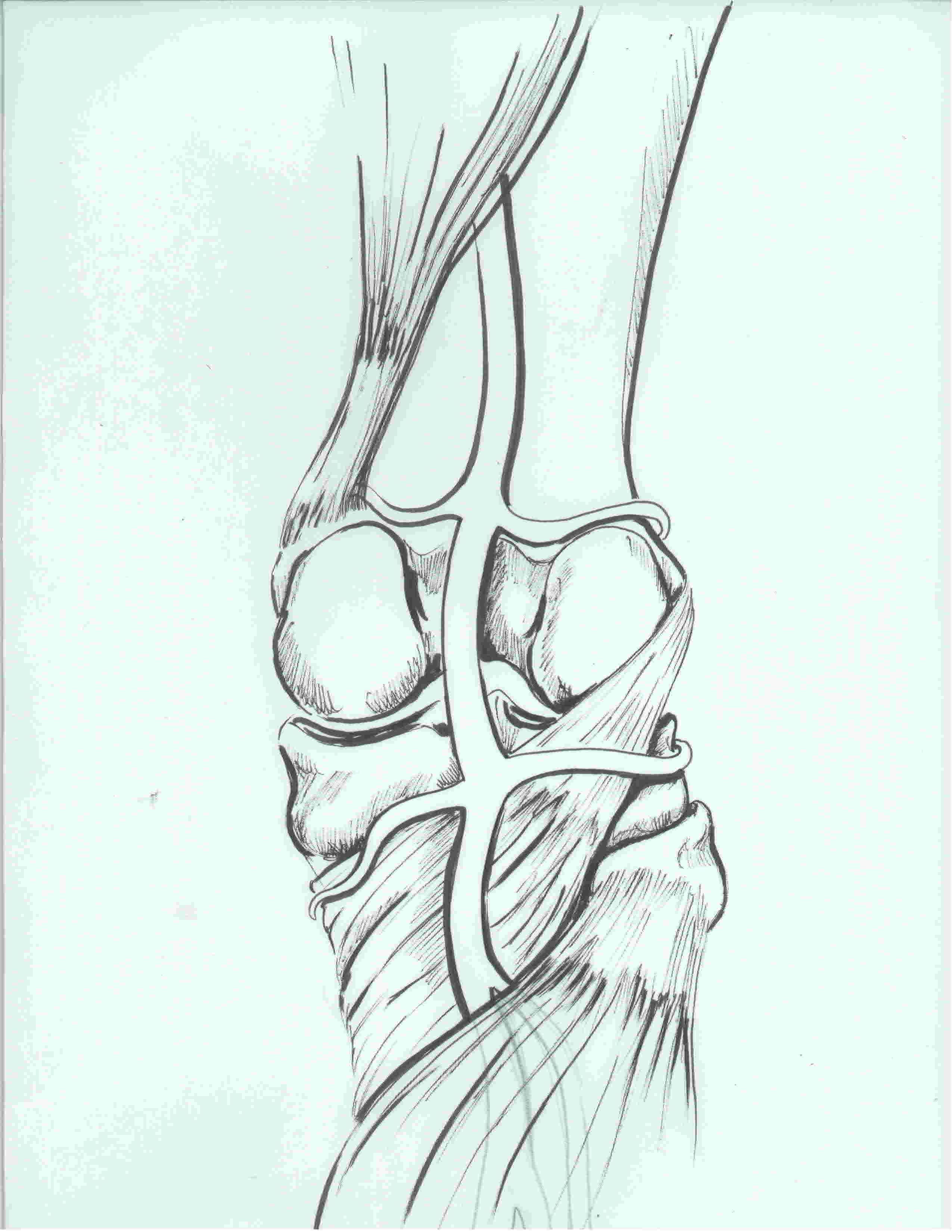 Popliteal arterty illustration